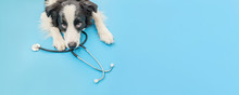 Puppy Dog Border Collie And Stethoscope Isolated On Blue Background. Little Dog On Reception At Veterinary Doctor In Vet Clinic. Pet Health Care And Animals Concept Banner