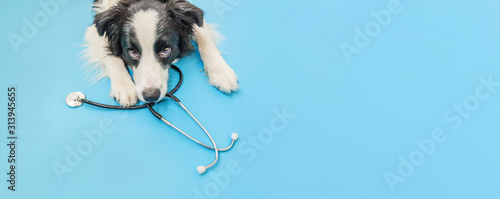 Fototapeta na szkło Szczeniak pies border collie i stetoskop na białym tle na niebieskim tle. Mały pies w recepcji lekarza weterynarii w klinice weterynarza. Pojęcie opieki zdrowotnej i zwierząt domowych Banner