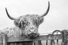 Helifield Highland Cattle Looking Over The Fence On A Winters Day