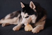 Husky Dog Nibbles A Bone While Lying On A Sofa.