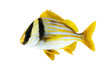Anisotremus virginicus, the porkfish, is a species of grunt . Isolated on white background