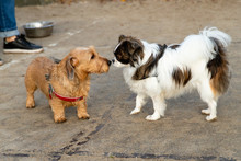 Two Little Dogs Sniffing Each Other At A Dog Playground