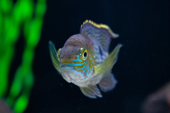 aquário peixes coloridos em águas azuis escuras