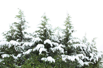 snow covered pine trees against white sky