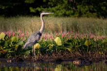 Great Blue Heron In Natural Environment On The Edge Of A Swamp Or Marsh