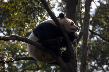 Wall Mural - Panda Bear Sleeping on a Tree Branch, China Wildlife. Bifengxia nature reserve, Sichuan Province. Cute Lazy Baby Panda Sleeping in the Forest, Enjoying an afternoon nap curled into a ball shape.