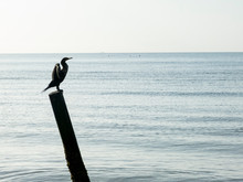Silhouette Of A Cormorant On A Post With The Sea In The Background.