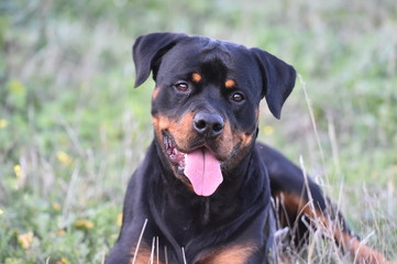 rottweiler