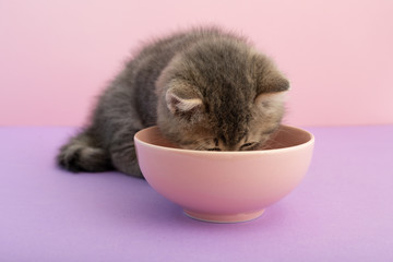 Grey striped kitten eating on a pink background with copy space for text. Little cute striped fluffy cat. Newborn kitten, Kid animals veterinary concept.