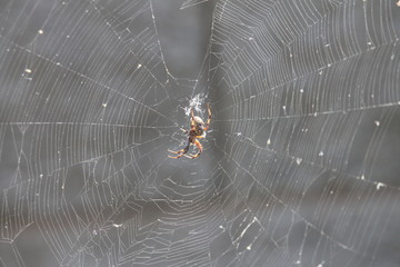 spider on a web