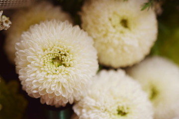 Canvas Print - White chrysanthemum flower close up