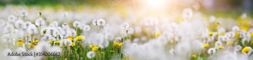 green-field-with-white-and-yellow-dandelions-outdoors-in-nature-in-summer