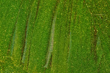 Abstract images of banana leaves with a colored background