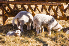 Sheep At Farm Eating Hay