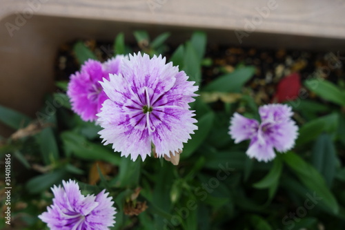 屋外に咲いた白とピンクの撫子の花 Stock Photo Adobe Stock