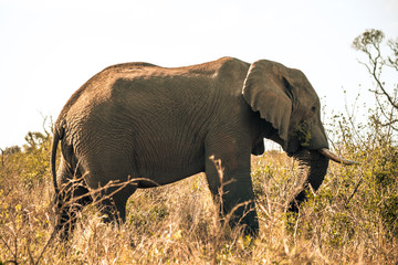 Wall Mural - An african elephant at sunrise during a safari in the Hluhluwe - imfolozi National Park in South Africa