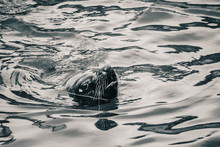 A Seal Swimming In Kalk Bay Harbor, Near Cape Town, South Africa
