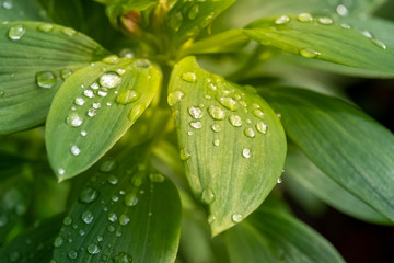 Drop of rain sitting on leaf