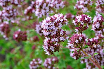 Wall Mural - Blooming fragrant oregano in the garden close-up