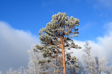 Silver pine tree on a blue sky