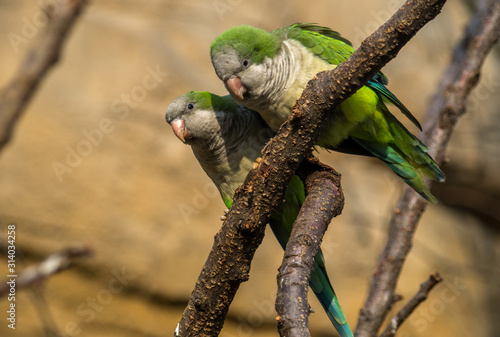 Fotomural The monk parakeet (Myiopsitta monachus), also known as the Quaker parrot, is a species of true parrot in the family Psittacidae