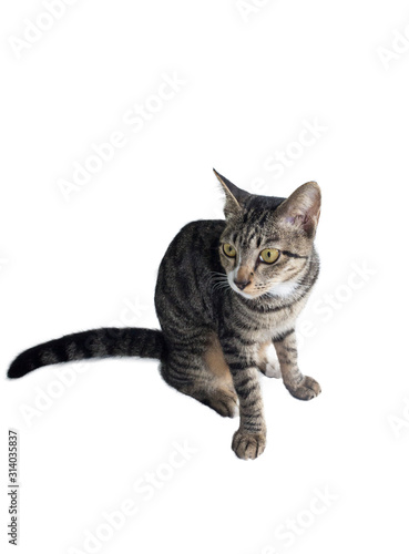 Cat Door Stickers Cat Door Murals Canada