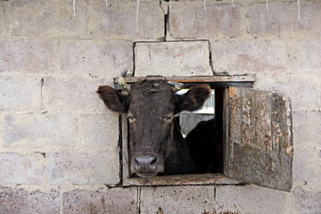 Wall Mural - cow looking out from window of shed on brick wall