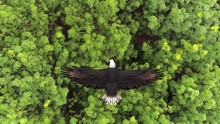 Close-up Of A Bald Eagle Flying Over The Forest.