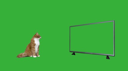 Poster - ginger cat watch  green screen TV set with green screen