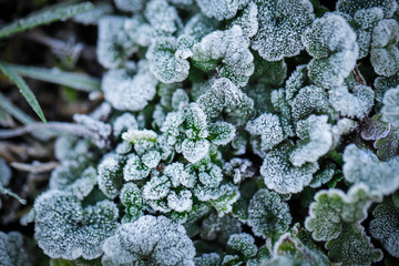 frost on leaves