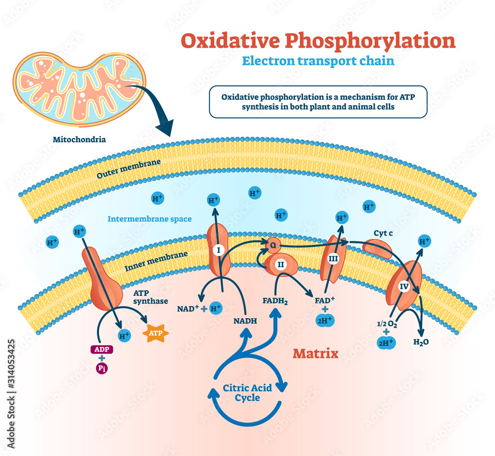 Oxidative phosphorylation vector illustration. Labeled metabolism scheme. - obrazy, fototapety, plakaty 