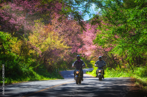 Dekoracja na wymiar  mezczyzni-na-motocyklu-z-kwitnacym-kwiatem-sakura-w-khun-chang-khian-chiang-mai-tajlandia