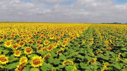 aerial drone shot of beautiful yellow sunflower field, countryside landscape