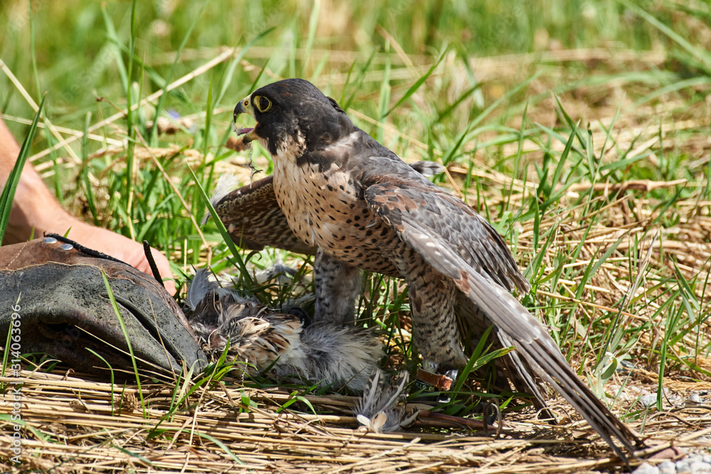 Falcon feeds on the flesh of the captured bird. Stock Photo | Adobe Stock