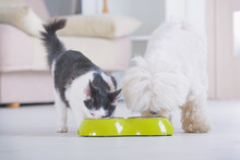 Dog And Cat Eating Food From A Bowl