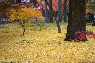 Wall Mural - Autumn colors in Eikando Temple Kyoto, Japan