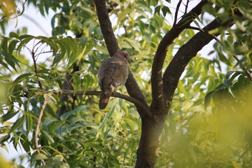 bird on a tree