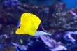 Yellow Longnose Butterflyfish Forcipiger flavissimus.