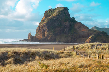 Wall Mural - View of sand dunes covered with dry grass with Piha beach and Lion Rock in background