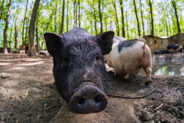 Wall Mural - Pig animal on farm, mammal domestic nose, field piglet.