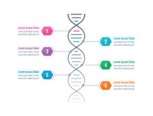 Dna Symbol, Dna Chain Infographic Template. Information Template With Six Options. Business Infographic Concept