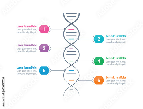 https stock adobe com images dna symbol dna chain infographic template information template with six options business infographic concept 314087816 start checkout 1 content id 314087816