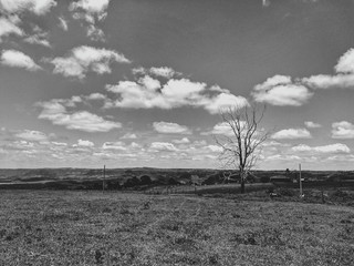 tree and sky