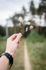 Wall Mural -  Woman's hand holding grass on road background