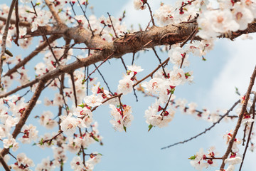 Wall Mural - Almond blossom in full bloom against blue sky. Spring background. Soft focus