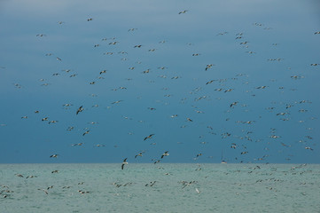 Seagulls above the sea. Natural background. 