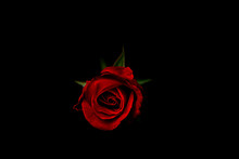 Black Background Red Rose Valentines.