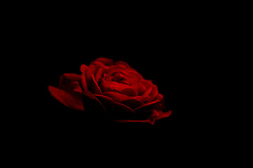 Beautiful red rose black background.