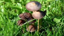 A Group Of Brown Little Mushrooms Growing In The Garden