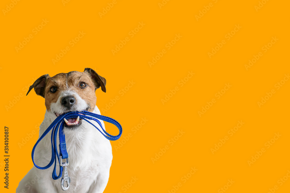 Dog sitting concept with happy active dog holding pet leash in mouth ready to go for walk - obrazy, fototapety, plakaty 
